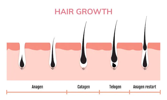 A diagram showing the different stages of hair growth cycles